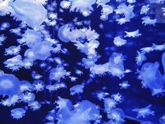 -太平洋海底世界