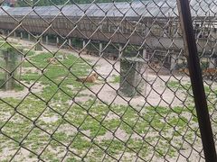 -横道河子东北虎林园