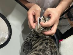 -瑞派名望志远动物医院·猫科·內科·异宠专科(直港大道店)