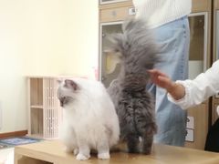 -猫和宫(六道口店)