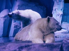 -上海海昌海洋公园-冰山北极馆