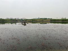 -大兴滨河森林公园