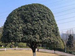 -重庆园博园