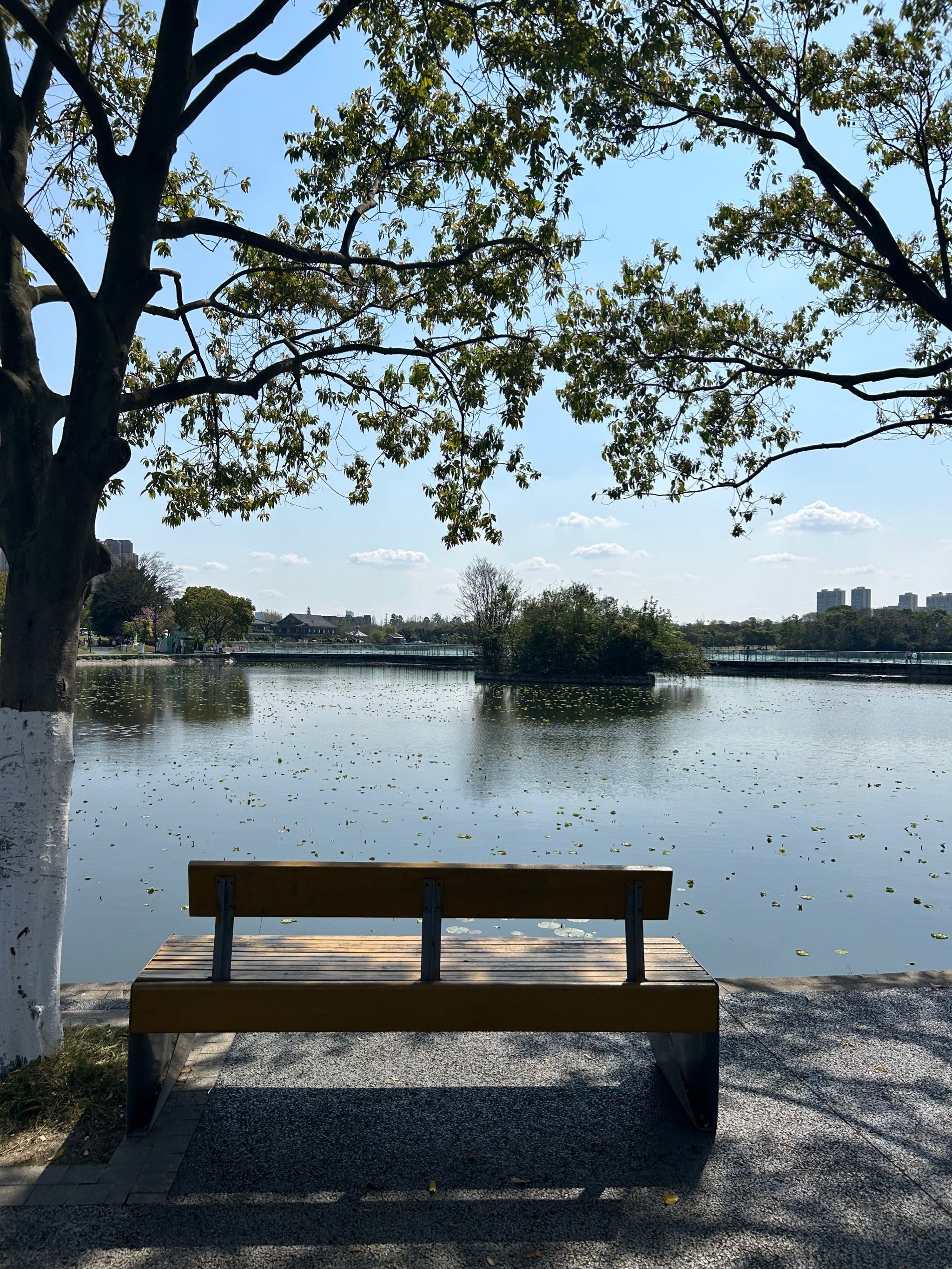 成都露营⛺️