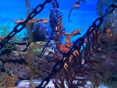 -上海海洋水族馆