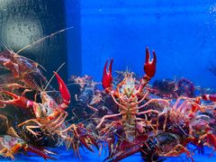 -白仁仔· 活烤海鲜 宵夜(豫园店)