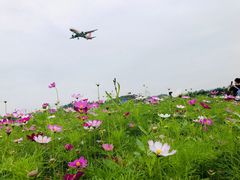 -空港花田景区