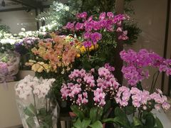 -花园5號餐厅