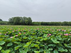 -东郊湿地公园
