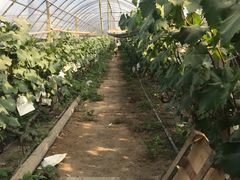 -马陆小张葡萄园农家乐