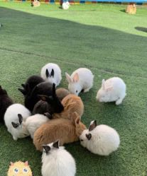 -萌宠亲子动物乐园(槐房万达店)