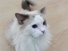 -1013 PET SHOP 宠物商店(近铁城市广场店)