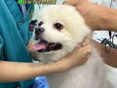 -pd派德宠物中心医院24H急重症·眼科中心·血液透析中心(嵩山北路店)