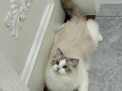 -猫十亿·布偶金渐层·曼基康矮脚猫舍(青年路店)