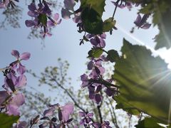 -正宗天津烧麦馆(柳州路店)