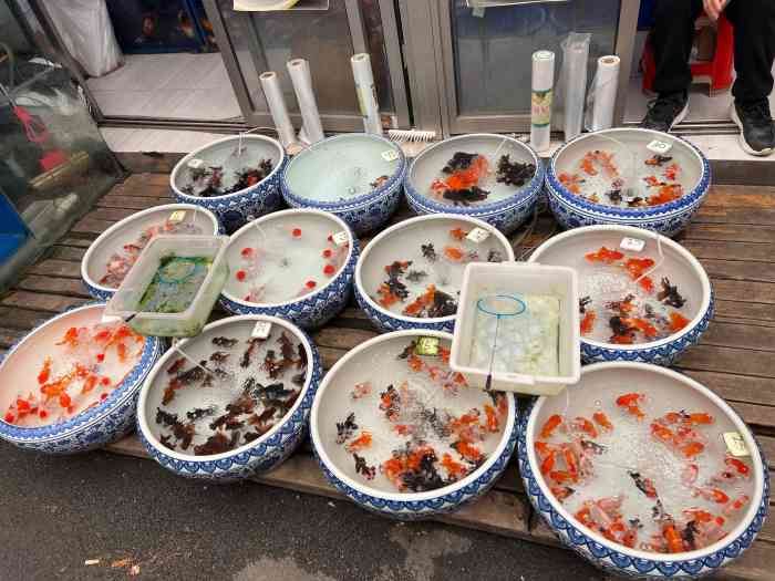 岚灵花鸟市场"选择了一个离家近的花鸟市场,也是第一次去.