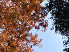 -秋霞圃