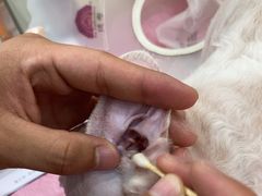 -北京观赏动物医院·24小时大型综合·猫专科·异宠专科