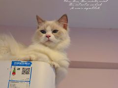 -猫咪派对(江南西店)