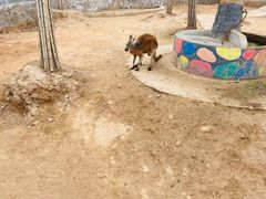 -石家庄市动物园