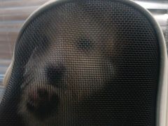 -艾贝尔宠物医院 ·内科全科(梁溪路店)