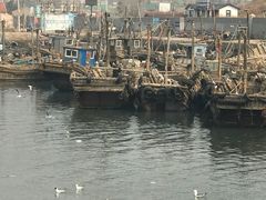 -青岛沙子口国家中心渔港