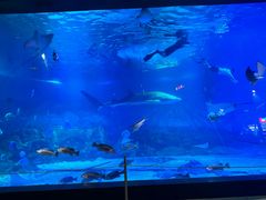 -烟台海昌鲸鲨海洋公园