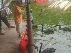 -广东茂名森林公园