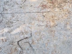 -秀丽东方