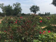 -武汉紫薇都市田园