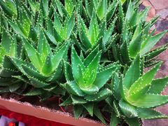 -秦美花卉(天朗·莱茵小城2期店)