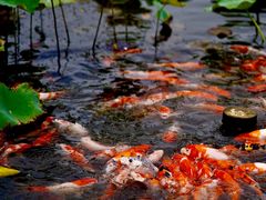 -昆山城市生态森林公园