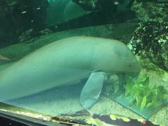 -悉尼海洋生物水族馆