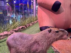 -正佳雨林生态植物园