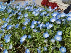-上海鲜花港