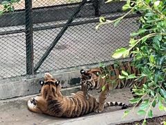 -深圳野生动物园