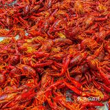 吃过推成山一样的小龙虾🦞塔么？