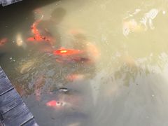 -大湾区中央湿地公园