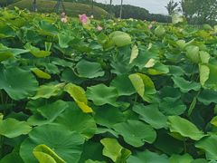 -梁鸿国家湿地公园