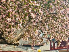 -天津大悲禅院