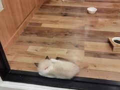 -袖虎·猫馆(体育西路店)