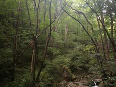 -牛背梁国家森林公园