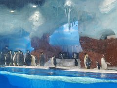 -海合安成都极地海洋公园