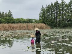 -上海长兴岛郊野公园