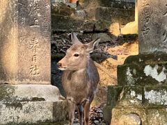 -奈良公园