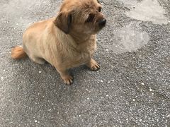狗子-祖母的厨房美式西餐厅(石雀胡同店)
