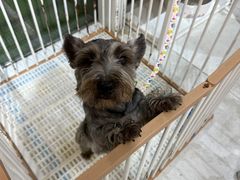 -1013 PET SHOP 宠物商店(近铁城市广场店)