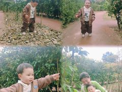 -铁山坪森林公园