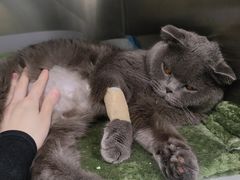 -佳雯宠物医院·皮肤科·内外科(春晓路分院)