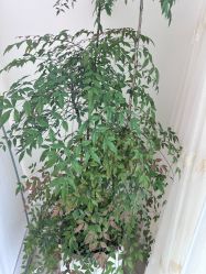 -HEYAN荷妍专业脱毛连锁机构